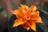 Xiaomi-15-Mostre-Macro_001.jpg