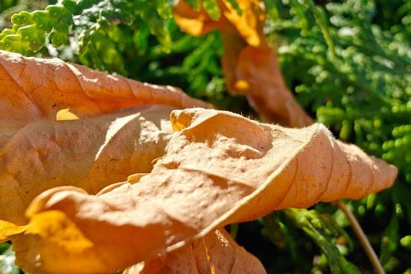 OnePlus Open - Mostre Foto (ziua)