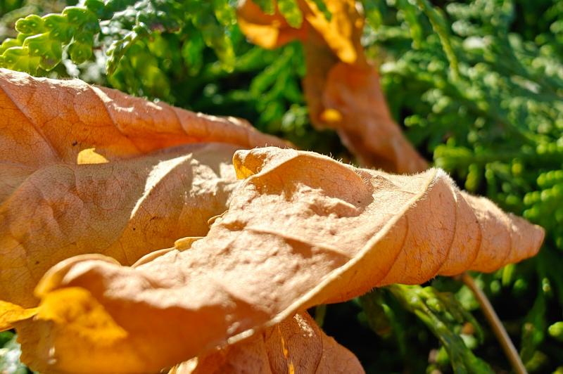 OnePlus Open - Mostre Foto (ziua): OnePlus-Open-Macro_009.jpg