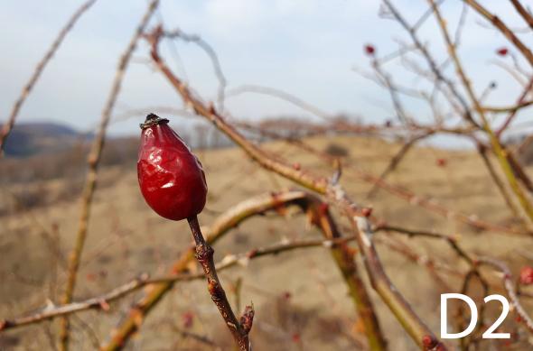 Vot în orb Samsung Galaxy S10+: peisaj.jpg