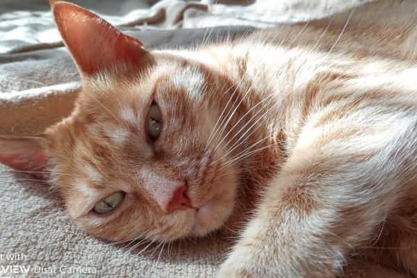 Allview Soul X5 Style - Mostre Foto