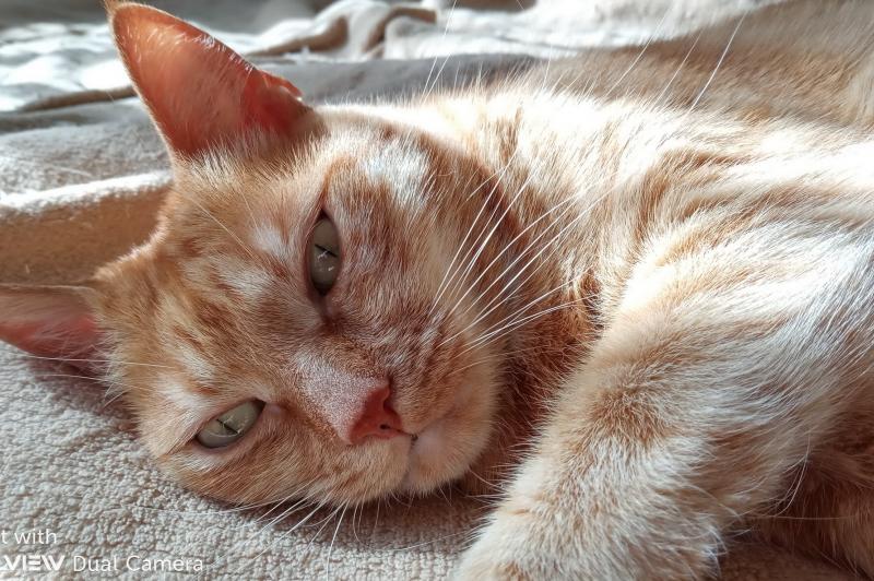 Allview Soul X5 Style - Mostre Foto: IMG_20190225_135450.jpg