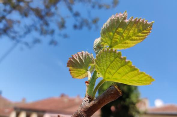 Fotografii făcute ziua cu OnePlus 8: IMG_20200424_120125.jpg