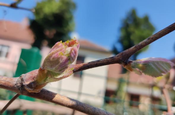 Fotografii făcute ziua cu OnePlus 8: IMG_20200424_120138.jpg