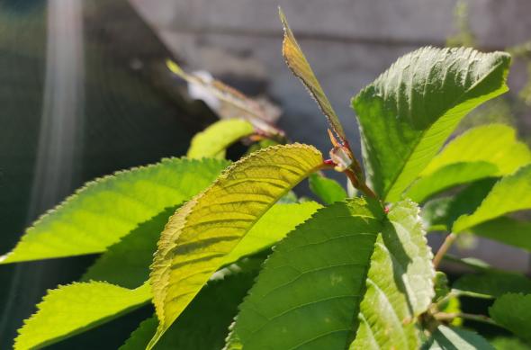 OnePlus 8 - Mostre foto (macro): IMG_20200424_120110.jpg