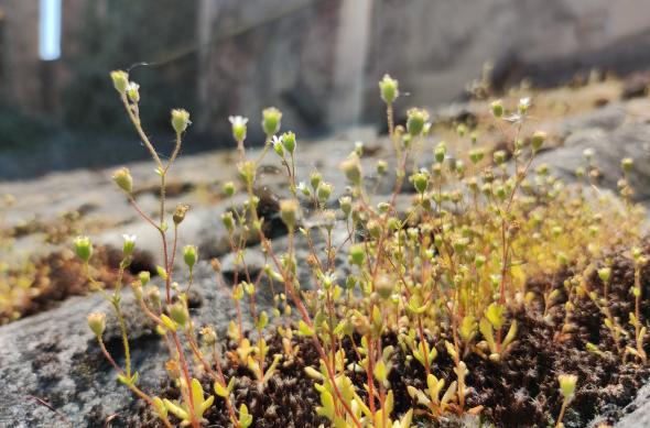 OnePlus 8 - Mostre foto (macro): IMG_20200424_120212.jpg