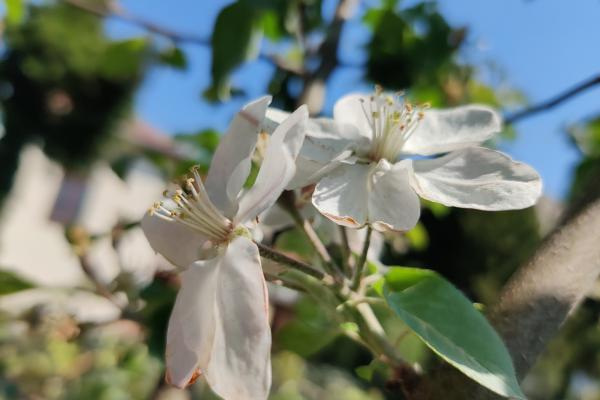 Fotografii făcute ziua cu OnePlus 8