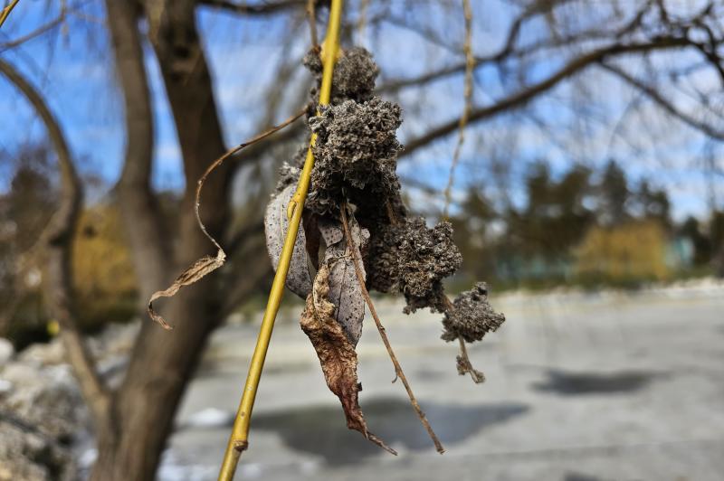 Samsung Galaxy S23 Ultra - Mostre foto (macro): 20230207_111400.jpg