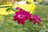 HMD-Pulse-Pro-Bokeh_002.jpg