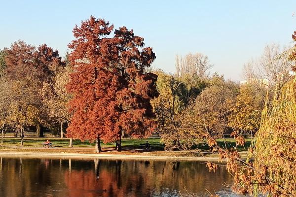 Fotografii făcute ziua cu Oppo Reno4 Lite (mostre foto daylight)