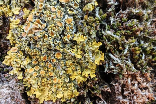 Honor Magic6 Pro - Mostre foto (macro)