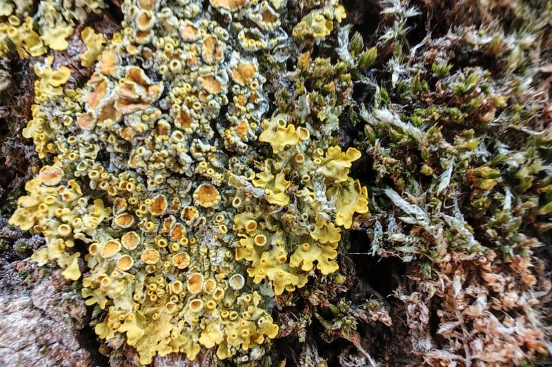 Honor Magic6 Pro - Mostre foto (macro): IMG_20240220_155442.jpg