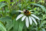 Motorola-moto-g86-mostre-bokeh_007.jpg