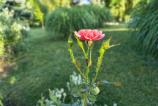 Motorola-moto-g86-mostre-bokeh_011.jpg