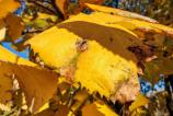 Honor-Magic-V3-Mostre-Macro_001.jpg