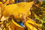 Honor-Magic-V3-Mostre-Macro_002.jpg