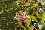 Honor-Magic-V3-Mostre-Macro_003.jpg