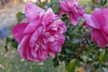 Honor-Magic-V3-Mostre-Bokeh_001.jpg