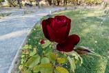 Honor-Magic-V3-Mostre-Bokeh_003.jpg