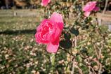 Honor-Magic-V3-Mostre-Bokeh_006.jpg
