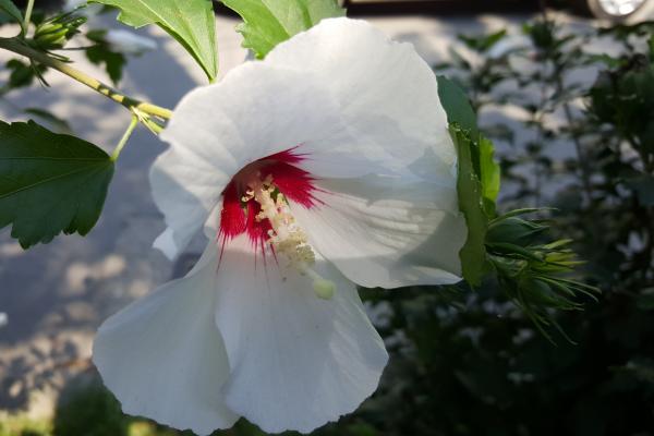 Samsung Galaxy Note 5 - Mostre Foto (ziua)