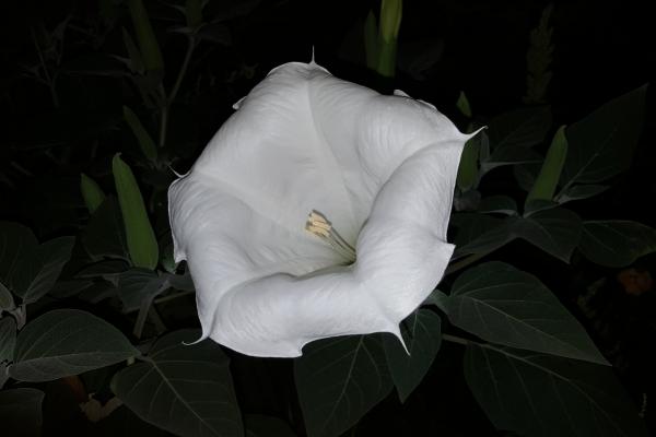 Samsung Galaxy Note 5 - Mostre Foto (seara)