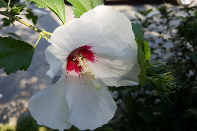 Samsung Galaxy Note 5 - Mostre Foto (ziua): Samsung-Galaxy-Note-5-Mostre-foto-ziua_017.jpg