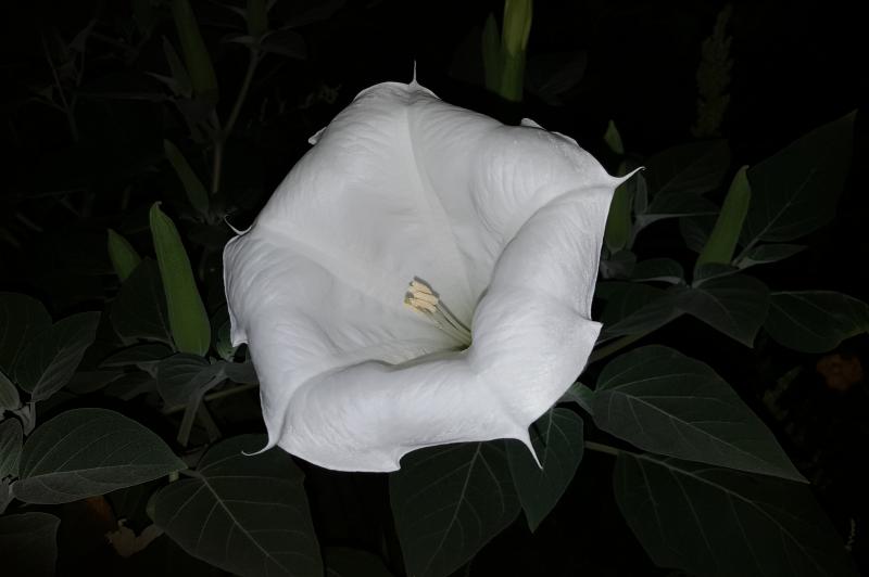 Samsung Galaxy Note 5 - Mostre Foto (seara): Samsung-Galaxy-Note-5-Mostre-foto-seara_018.jpg