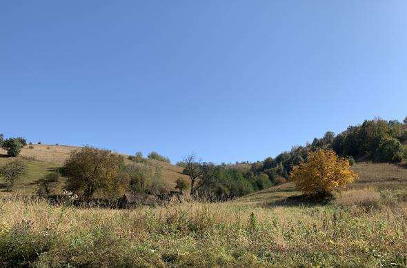 Apple iPhone XS Max - Mostre Foto (ziua): Photo 07-10-2018, 14 20 28.jpg