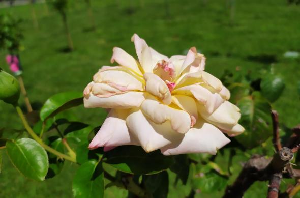 Xiaomi Redmi Note 7 - Mostre Foto (ziua): IMG_20190805_191504.jpg