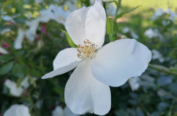 Huawei P30 Lite - Mostre Foto (ziua): IMG_20190529_161125.jpg