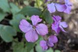 PXL_20250409_101124024.MACRO_FOCUS.MP.jpg