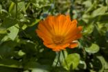 PXL_20250409_084940911.MACRO_FOCUS.jpg