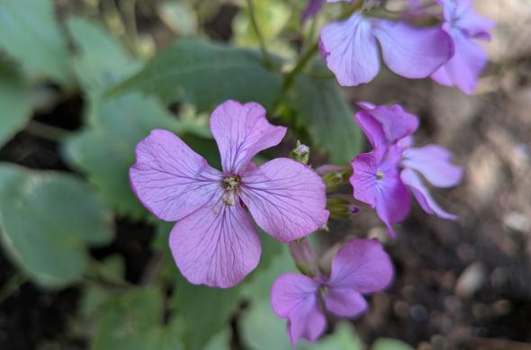Google Pixel 9a - Mostre foto (macro): PXL_20250409_101124024.MACRO_FOCUS.MP.jpg