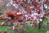 Samsung-Galaxy-A56-Mostre-Bokeh_001.jpg