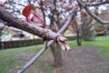 Samsung-Galaxy-A56-Mostre-Macro_004.jpg