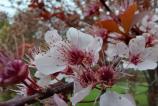 Samsung-Galaxy-A36-Mostre-macro_014.jpg