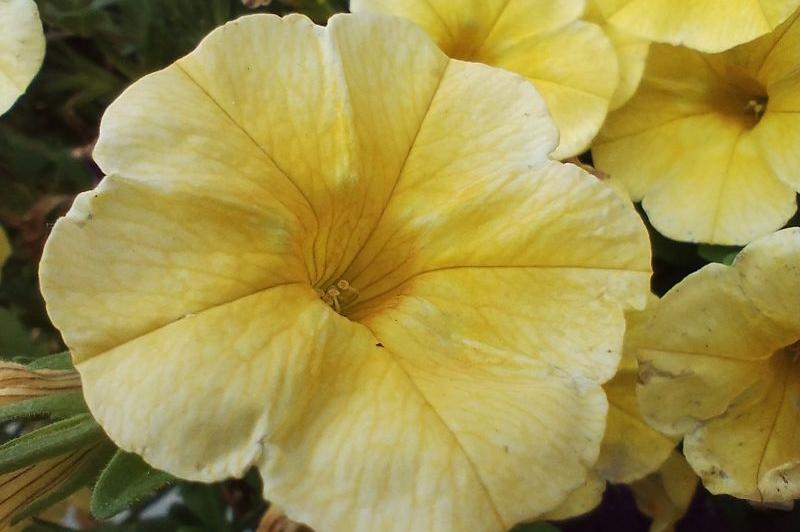 Motorola G52 -  Fotografii pe timp de zi: IMG_20220618_163902897.jpg