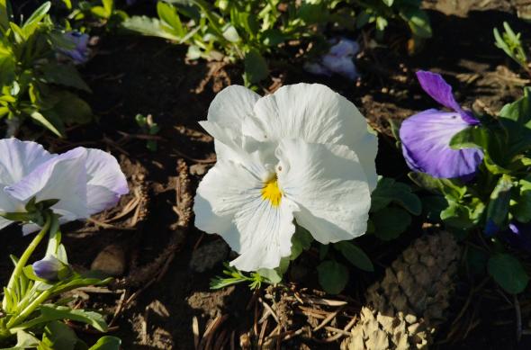 Redmi Note 12 4G - Mostre Foto (ziua): IMG_20230330_173829.jpg