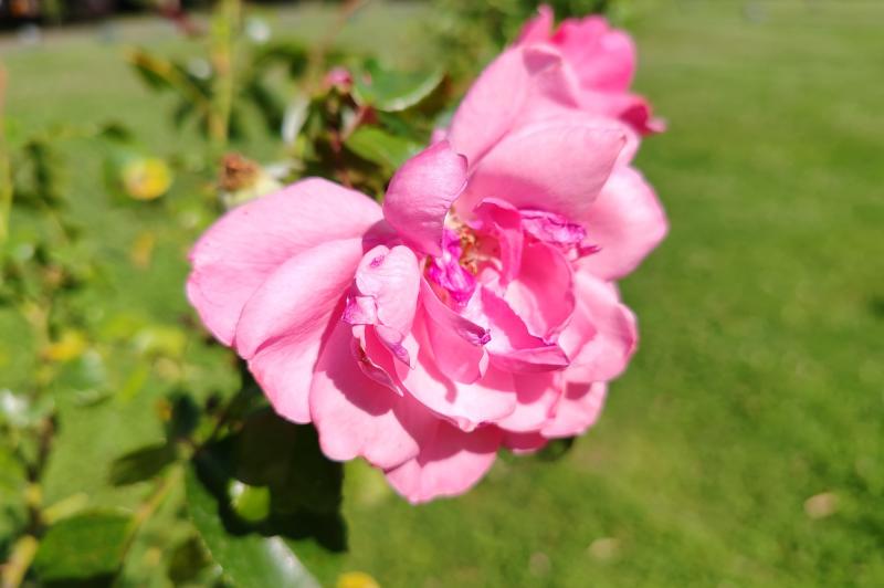 Honor 90 - Mostre foto (macro): IMG_20230629_162542.jpg