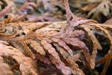 Samsung-Galaxy-S25-Ultra-Mostre-Macro_005.jpg