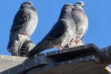 Samsung-Galaxy-S25-Ultra-Mostre-zoom_027.jpg