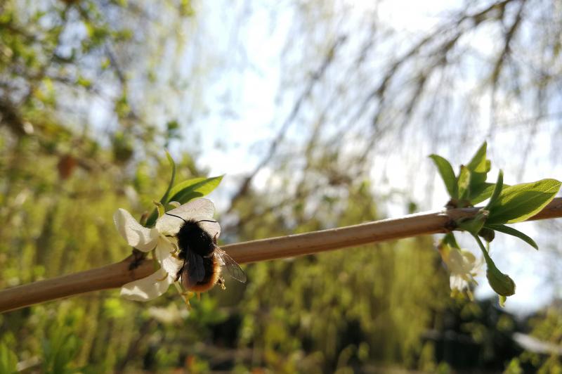 Mostre foto făcute ziua cu Huawei P10 la Timișoara: IMG_20170321_123019.jpg