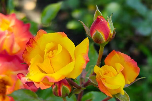 Motorola Edge 50 Ultra - Mostre Foto