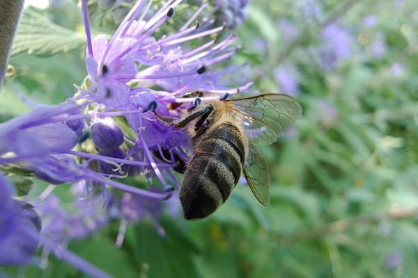 Motorola Edge 50 Ultra - Mostre foto (macro)