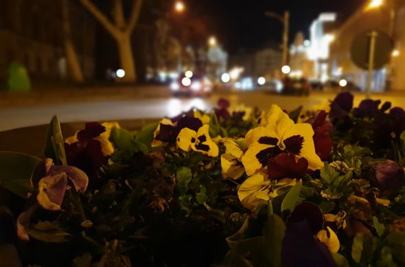 Samsung Galaxy S10+ - Mostre Foto (seara): 20190306_004437.jpg