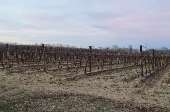 Samsung Galaxy S10+ - Mostre Foto (seara): 20190309_174502.jpg