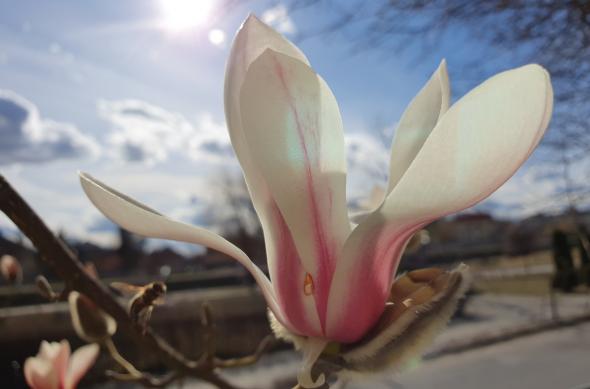 Samsung Galaxy S10+ - Mostre Foto (ziua): 20190305_150433_001.jpg