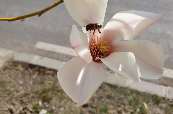 Samsung Galaxy S10+ - Mostre Foto (ziua): 20190305_150507_001.jpg