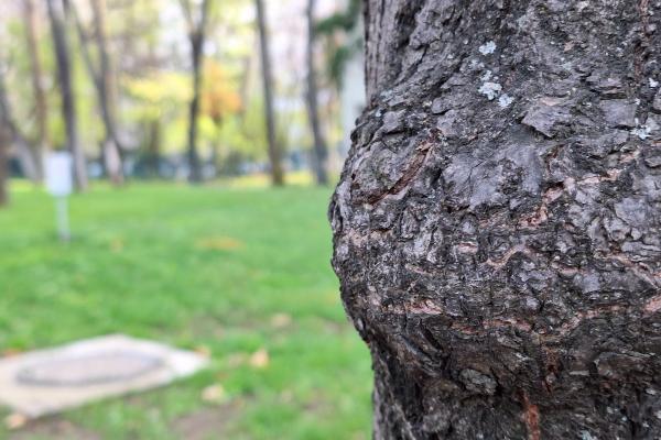 Samsung Galaxy A54 - Mostre Foto